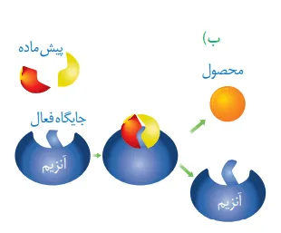 روش مطالعه اشکال زیست شناسی برای کنکور