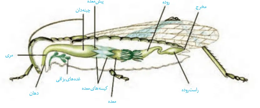 مطالعه اشکال زیست کنکور